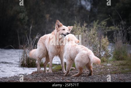 White German Shepherds in the forest Stock Photo