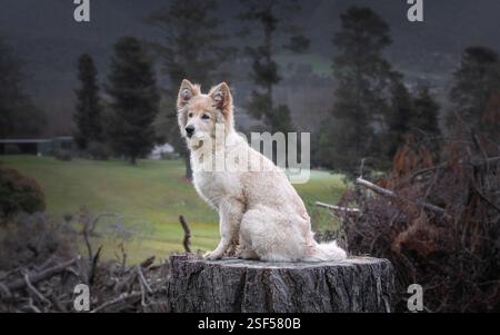 White German Shepherds in the forest Stock Photo
