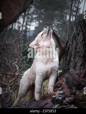 White German Shepherds in the forest Stock Photo