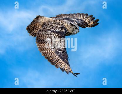 Closeup of a flying Eurasian eagle-owl Stock Photo