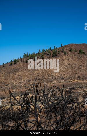 A hillside with a few trees and a blue sky. The trees are sparse and the hill is barren Stock Photo