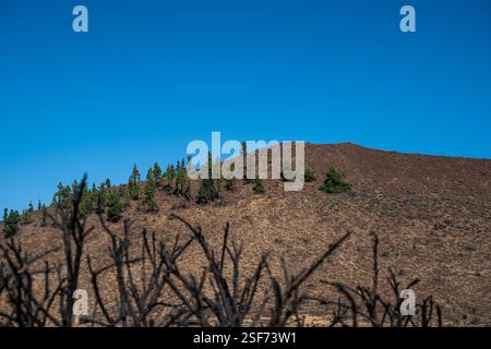 A hillside with trees and a blue sky. The trees are sparse and the hill is barren Stock Photo