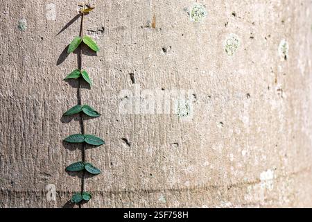 vine on tree, green leaves pale white bark, contrast, abstract backgrounds border surface pattern wallpaper, organic nature environment, copy space Stock Photo
