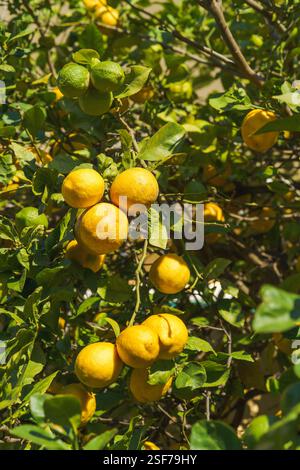 Clustered lemons in various stages of ripeness hang from a lush green tree. Stock Photo
