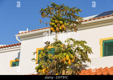 Papaya tree bearing fruit against a white house with green shutters and a blue sky. Stock Photo