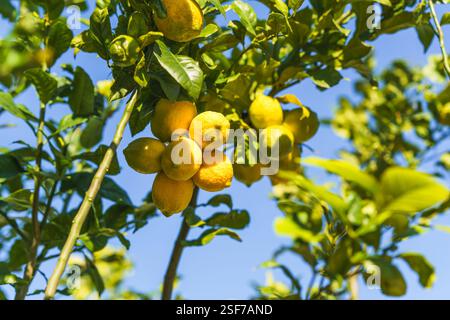Fresh lemons hanging from a tree bask in the sunlight against a clear blue sky. Stock Photo