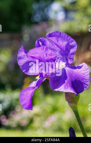 Iris flowering, Abergavenny, Wales, UK Stock Photo
