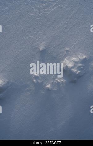 Snow texture, pattern. Light and shadow. Stock Photo