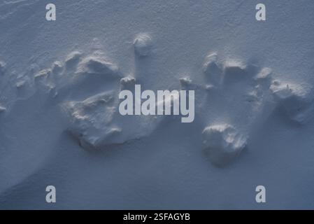 Snow texture, pattern. Light and shadow. Stock Photo