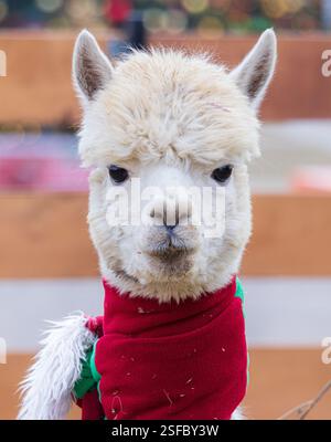 A white llama with a red scarf around its neck. The llama has a serious expression on its face Stock Photo