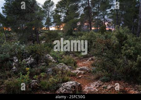 Landscape with undergrowth at sunset on the horizon in the Sierra de Mariola natural park, Spain Stock Photo