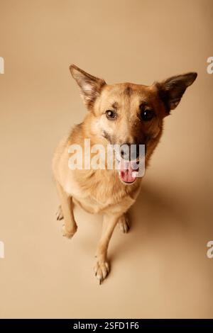Medium-sized mixed-breed dog smiling while sitting on beige backdrop happy expression with ears perked. Standing highlights the dog's friendly nature Stock Photo