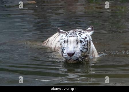 Close-up of a white tiger swimming in a river, Indonesia Stock Photo