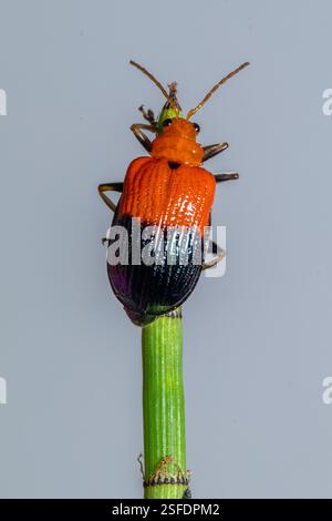 Close-up of a ladybug (Coccinellidae) on a plant stem, Indonesia Stock Photo