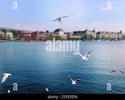 Seagulls flying over Lake Zurich with city skyline in distance, Zurich, Switzerland Stock Photo