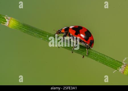 Close-up of a ladybug (Coccinellidae) on a plant stem, Indonesia Stock Photo