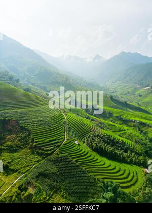 Aerial view of vibrant green rice paddies and agricultural fields ...