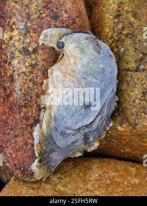 Close up of an oyster growing wild on the rocky coastline of Brittany in France. Taken near Ploubazlanec in summer. Stock Photo