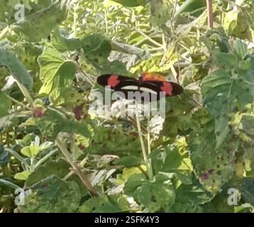 (Heliconius erato phyllis) Insecta Stock Photo - Alamy