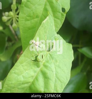 Bull Thistle Gall Fly (Urophora stylata), Insecta, Fairfield, Lower ...