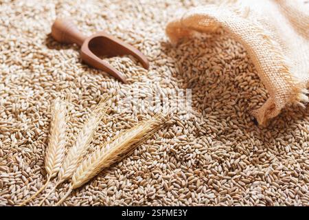 Close up of rye grains and rye ears, top view Stock Photo