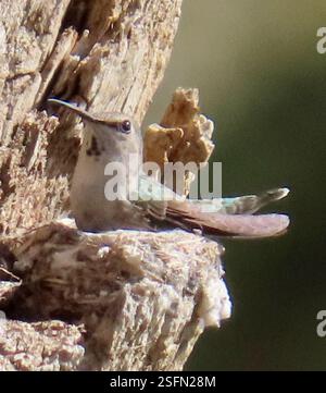 Hummingbird sitting on the tree trunk. Detail portrait of hummingbird ...