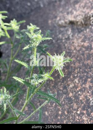 Guadalupe cryptantha (Cryptantha maritima), Plantae, Santa Rosa and San ...