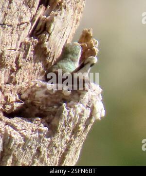 Hummingbird sitting on the tree trunk. Detail portrait of hummingbird ...