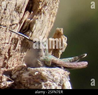 Hummingbird sitting on the tree trunk. Detail portrait of hummingbird ...
