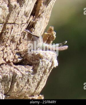 Hummingbird sitting on the tree trunk. Detail portrait of hummingbird ...