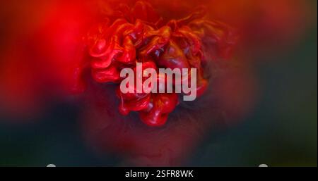 Shimmering dust. Smoke ink. Red relief powder pigment flow dissolve in black water. Sparkling fluid defocused art abstract background. Stock Photo