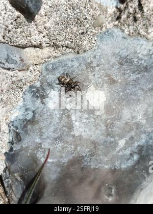 Zebra Jumping Spider (Salticus scenicus), Arachnida, Norfolk, UK, On a wall, no trees within 100m. Stock Photo