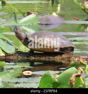 Cuban Slider (Trachemys decussata), Reptilia, Pinar del Río, CU, Two turtles (and a Purple Gallinule) sharing a log on the lake, Largo del San Juan at Reserva de la Biosfera Sierra del Rosario-Las Terrazas, Cuba. Cuban Slider (Trachemys decussata) is a species of freshwater turtle native to Cuba. A.k.a. North Antilles Slider The Reptile Database https://reptile-database.reptarium.cz/species?genus=Trachemys&species=decussata HerpMapper https://www.herpmapper.org/taxon/Trachemys decussata Stock Photo