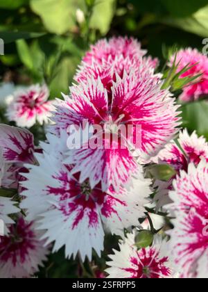Sweet William Close Up Stock Photo