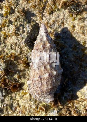 Horned Shell Horn Shell (Cerithium vulgatum), Mollusca, Mallorca, Campos, Balearen ...