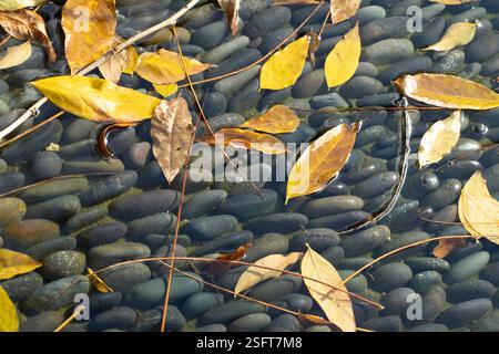 Autumn leaves on water-covered stones Stanford University Stock Photo