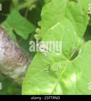 Bull Thistle Gall Fly (Urophora stylata), Insecta, Fairfield, Lower ...