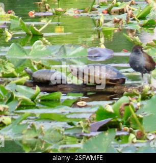 Cuban Slider (Trachemys decussata), Reptilia, Pinar del Río, CU, Two turtles (and a Purple Gallinule) sharing a log on the lake, Largo del San Juan at Reserva de la Biosfera Sierra del Rosario-Las Terrazas, Cuba. Cuban Slider (Trachemys decussata) is a species of freshwater turtle native to Cuba. A.k.a. North Antilles Slider The Reptile Database https://reptile-database.reptarium.cz/species?genus=Trachemys&species=decussata HerpMapper https://www.herpmapper.org/taxon/Trachemys decussata Stock Photo