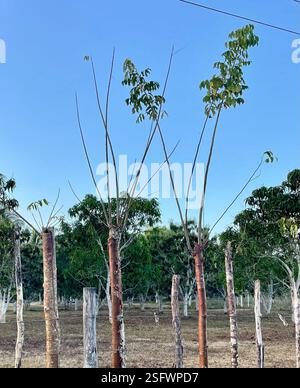 Malumbo Tree Small trees planted by tourists in the tree planting program to ...