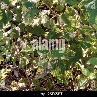 (Heliconius erato phyllis) Insecta Stock Photo - Alamy