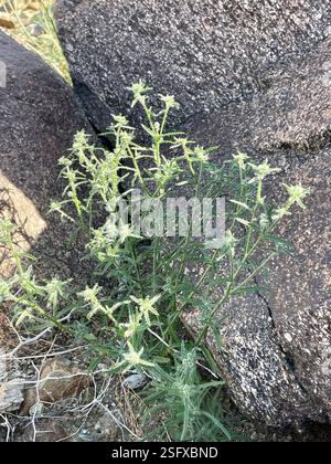 Guadalupe cryptantha (Cryptantha maritima), Plantae, Santa Rosa and San ...