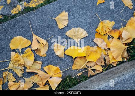 Fallen yellow ginkgo leaves on the asphalt Stock Photo
