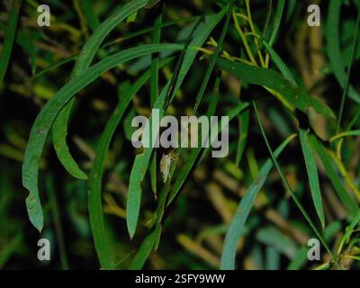(Hiarchas angularis), Insecta, Hobart TAS, Australia Stock Photo - Alamy