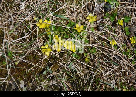 Dwarf Buttercup (Ranunculus pygmaeus), Plantae, Провиденский р-н ...