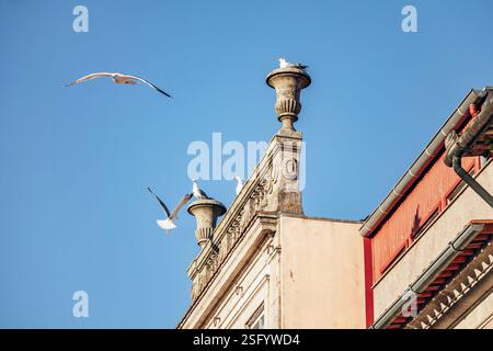 Upper part of a historic facade in the center of Porto with seagulls flying around Stock Photo