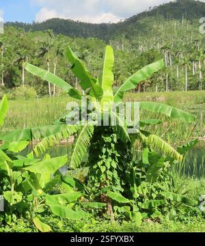 Bananas (Musa), Plantae, Pinar del Río, CU, Bananas (Genus Musa) is one of the early examples of domesticated plants, prized for its sweet, edible fruits. Maybe Cavendish Banana (Musa acuminata) is an evergreen perennial, not a tree. The trunk (known as the pseudostem) is made of tightly packed layers of leaf sheaths emerging from completely or partially buried corms. The leaves are at the top of the leaf sheaths. The inflorescence grows horizontally or obliquely from the trunk. The individual flowers are white to yellowish-white in color. Both male and female flowers are present in a single i Stock Photo