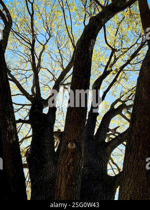 Backlit spring tree silhouette. Dark stem of the old tree against the bright blue sky. Early moments of spring when leaves start to appear on trees. Stock Photo
