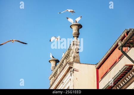 Upper part of a historic facade in the center of Porto with seagulls flying around Stock Photo