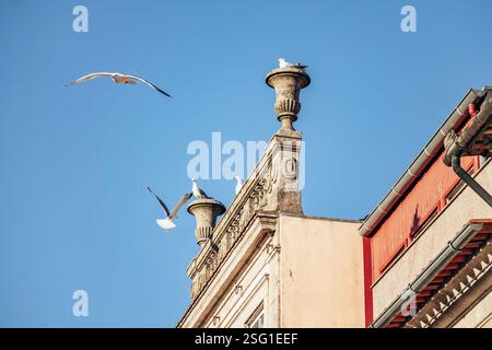 Upper part of a historic facade in the center of Porto with seagulls flying around Stock Photo