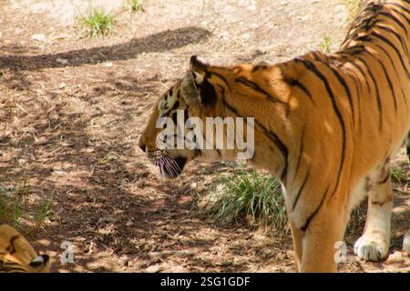 A close-up side view of a tiger walking in a natural habitat, showcasing its distinctive orange and black stripes, with grass and dirt in the backgrou Stock Photo